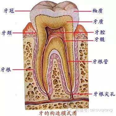 口腔解剖图谱