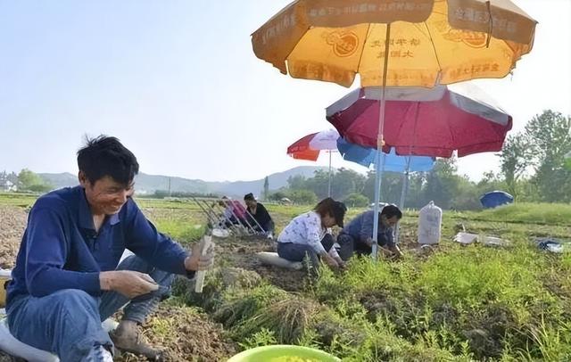 亩收入高达45000元！种植元胡，见效快、经济效益高