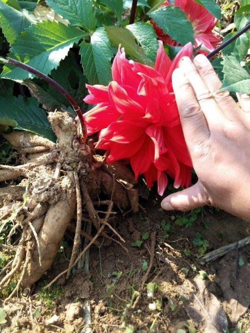 栽种大丽花，“要领”要记住，开花大又艳，成活率高发芽快