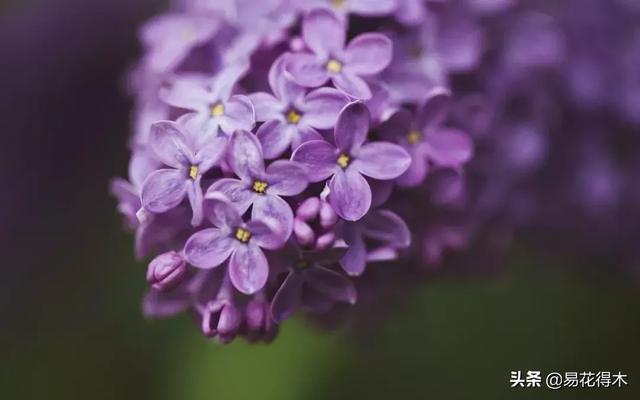 丁香花的鉴赏与栽培