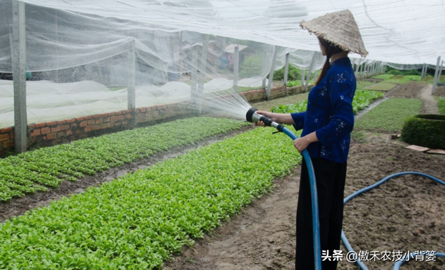 秋冬连续阴云雨雪多，大棚蔬菜更加需要巧管理，重点抓好这7点