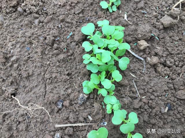 雨季种叶菜，出苗老是不好，掌握这些播种方法，出苗整齐又漂亮