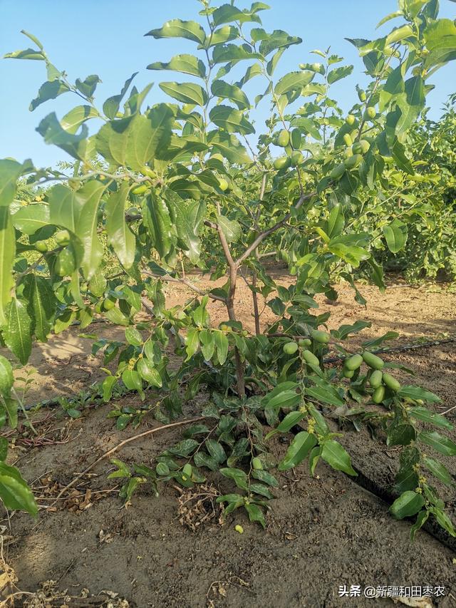 掌握枣树种植的最佳时间和方法，让红枣高质丰产不再是梦