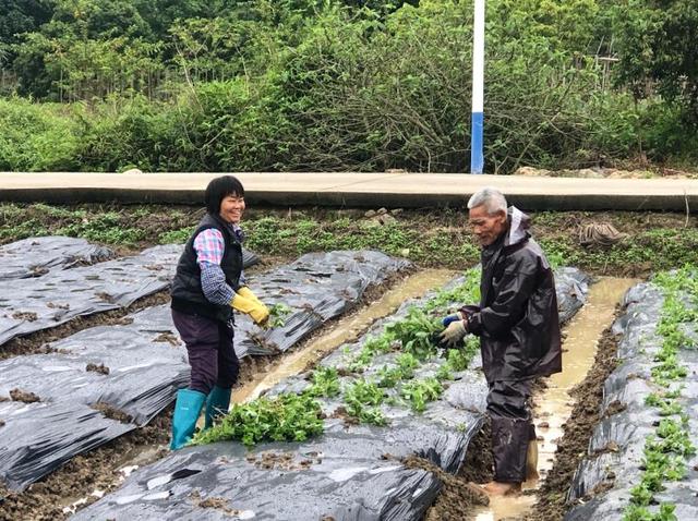 合作社+农户，派潭凉粉草变“致富草”