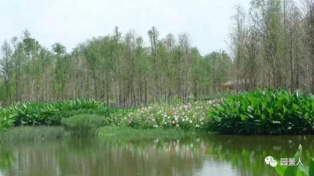 水生植物普及知识干货来袭！