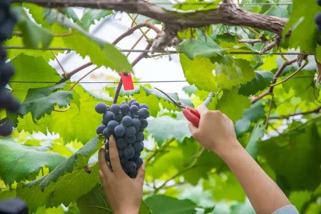 长泰南山谷：四季葡萄承包你一年的甜蜜