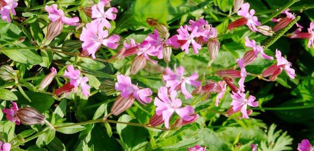 盆栽观赏，花园、花圃欣赏，矮雪伦的种植技术