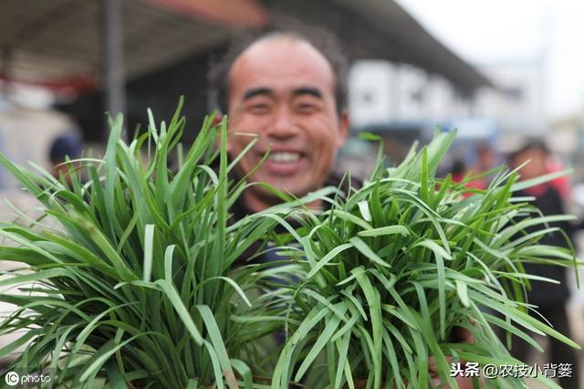 韭菜种植做好这五点，苗株根系发达、叶片肥大，产量品质有保证