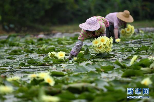 广西柳州：九品香水莲花采摘忙