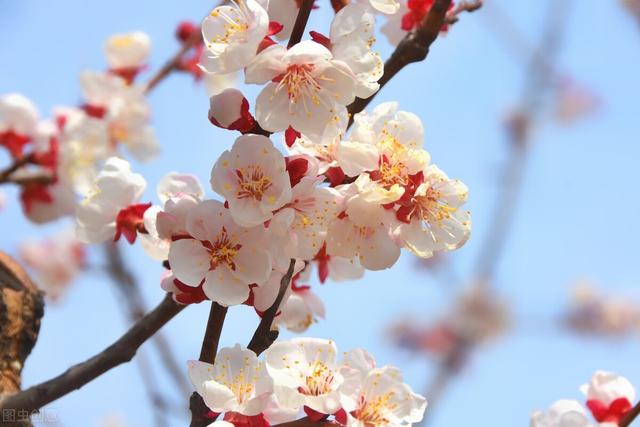 春风绽百花，各种花开放的顺序，你知道吗？