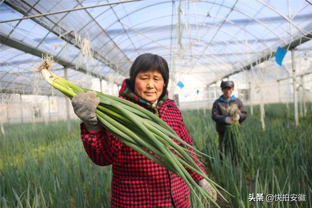 价格涨10倍，种植10亩葱能赚多少钱？听听种葱人给你来算算