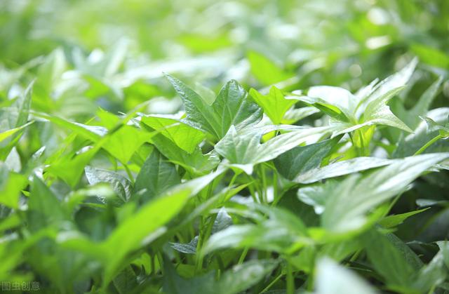 优质豆薯的栽培技术，学会科学种植方法，才能更有效提高产量