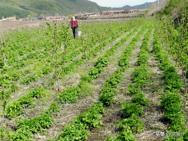 记本溪县碱厂堡村一户山菜刺五加种植园