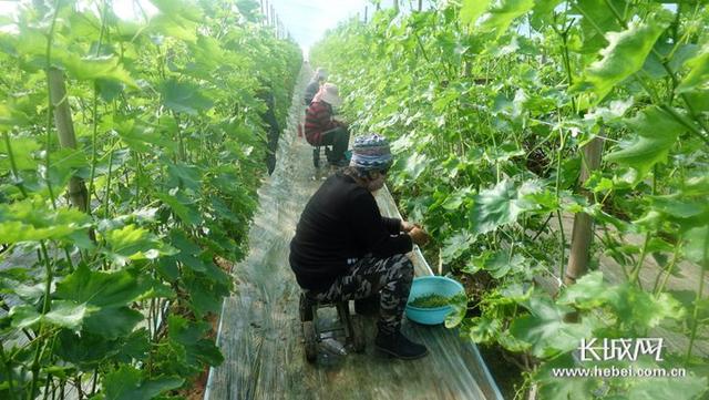 「决战决胜脱贫攻坚•河北样本」河北饶阳：设施葡萄成了贫困农民致富“金珠珠”