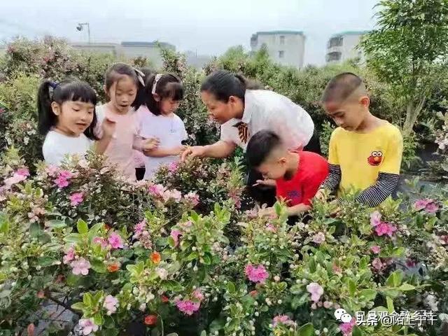 大型山稔花海现身鹤山乡村，五一假期看花去