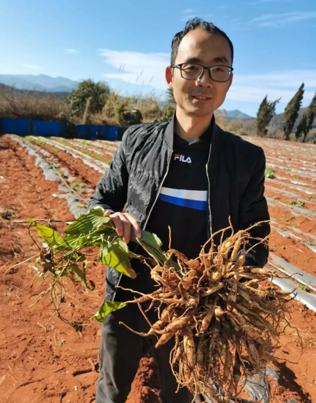 云南耘禾农业百部种植技术和管理办法