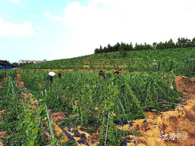 江西万年：种植药材治“穷根”拓富路