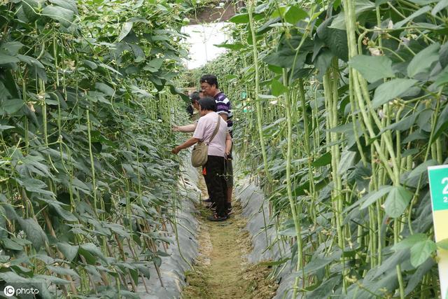 大棚种植长豆角，结合3个目标进行科学管理，产量高长得也好