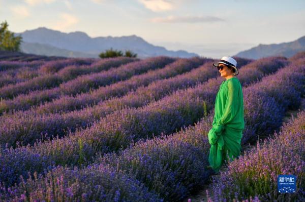 新疆：芬芳薰衣草助农增收