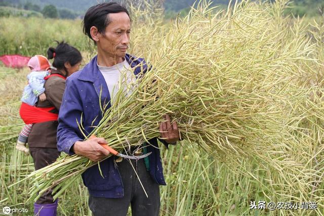 油菜种植要想长势壮、产量高、品质好，这些种植管理方法不可少！