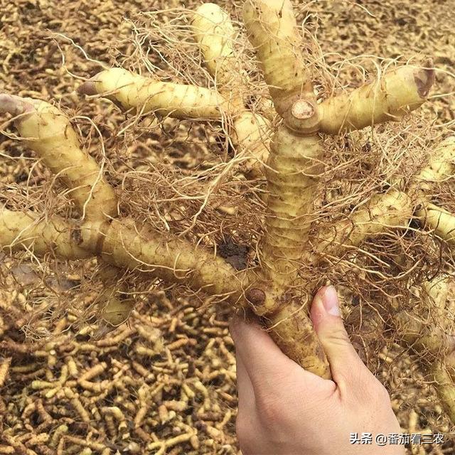 从玉竹的生物学特性出发，谈玉竹高产栽培技术