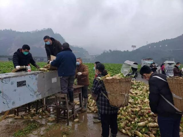 正式向湖北人民介绍儿菜