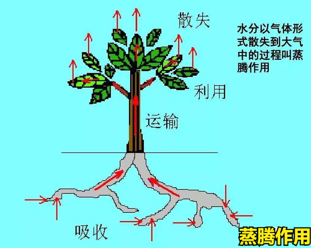 什么时候种树成活率最高？其实并不是春季！而是树木的秋冬休眠期