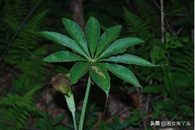 天南星的种植技术及注意事项