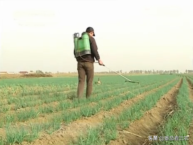 毛葱生长期短、产量低，掌握五个生长阶段的精细管理，提质又增产