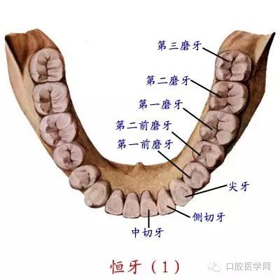 口腔解剖图谱