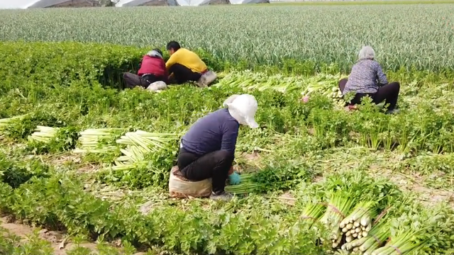 芹菜管理技巧，农户掌握3点，预防缺硼缺钙，方法很简单