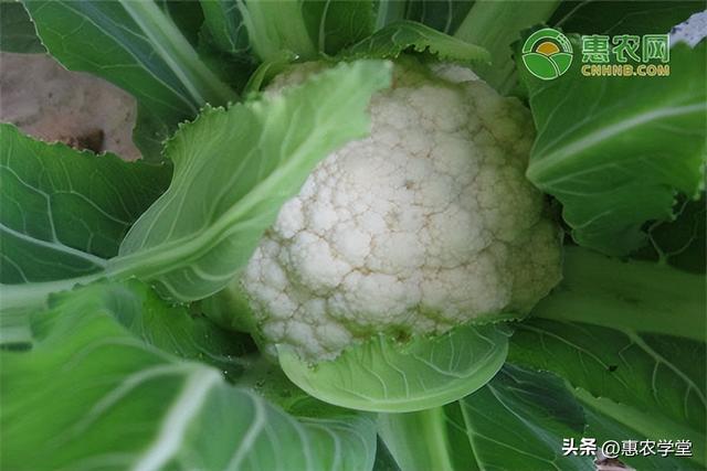 【菜农经验分享】8月适合种植的蔬菜有哪些？