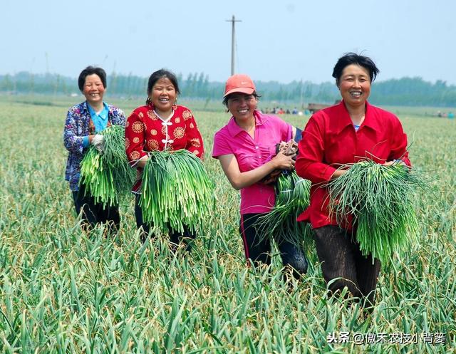 大蒜巧播、巧种、巧管理，确保一播全苗、出苗齐壮、高产丰收