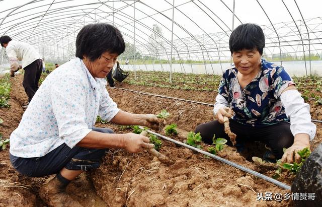 用草莓种子如何种草莓，全过程我来教你