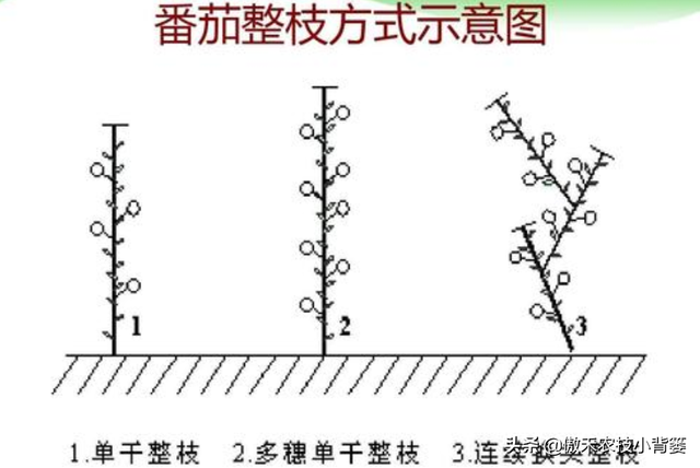 种植番茄这样整枝打杈去管理，长势壮、结果多、个头大、产量高