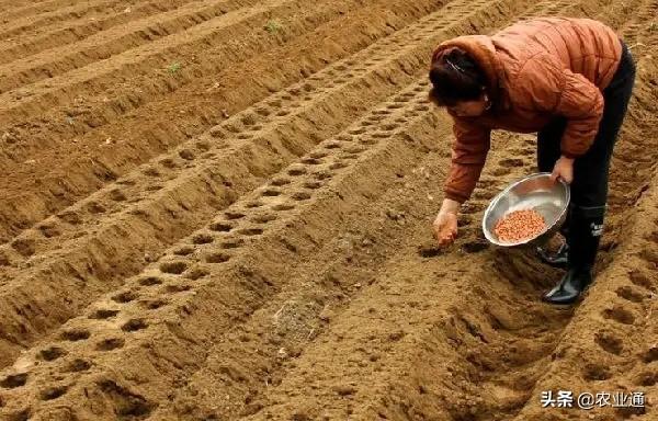 花生播种时间和播种技术要点知识总结