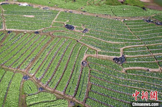 福建闽侯：俯瞰蔬菜种植基地 宛如大地调色板