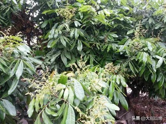 桂圆树种植技术介绍