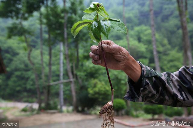 农村这种作物，种家少，货源少，有业内人说种植未来五年不愁销路