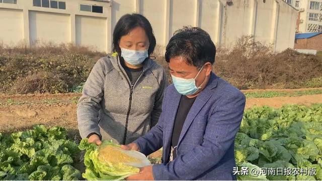 18个白菜新品种亮相！新乡市农科院为“菜篮子”保驾护航