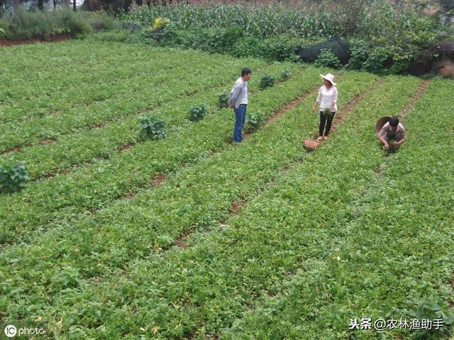 农民种半夏如何进行管理才能高产，如今1斤70元，亩收益过万