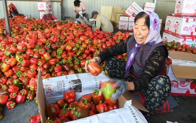 从只有老三样到鲜菜全年供应 来看看中国蔬菜产业进化史