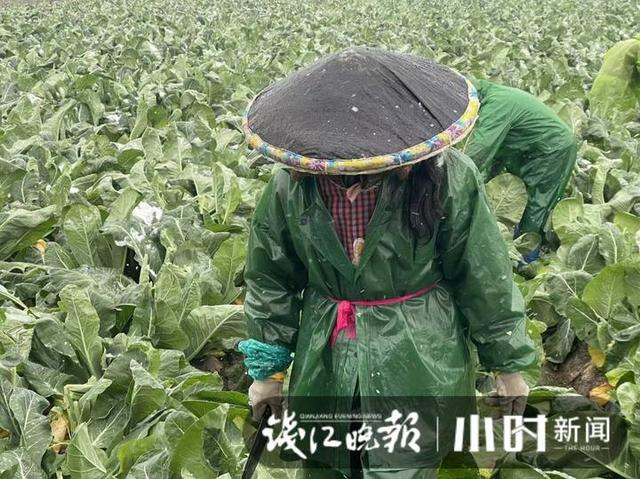 雪下得凌厉，杭州萧山一蔬菜基地，三位大姐雪中抢菜一分钟也不敢停