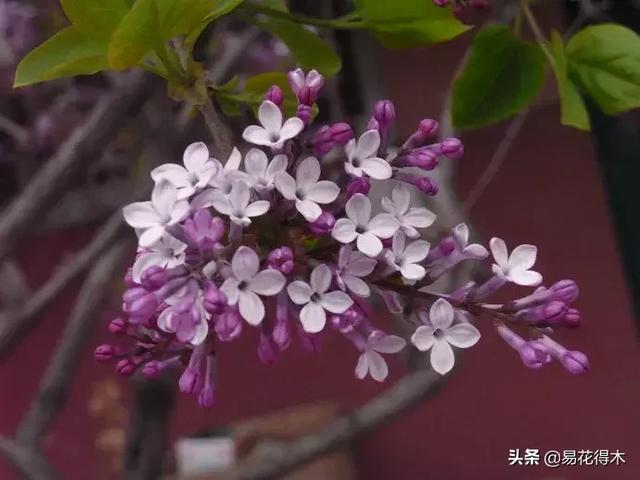 丁香花的鉴赏与栽培