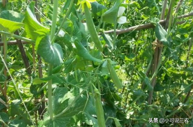 豆角种植起来并不难，阳台种植的新方法，选对品种很关键