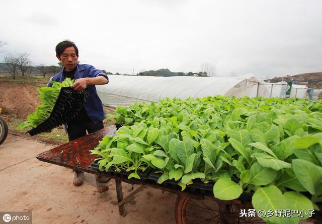 烤烟如何种植管理？才能高产，高收