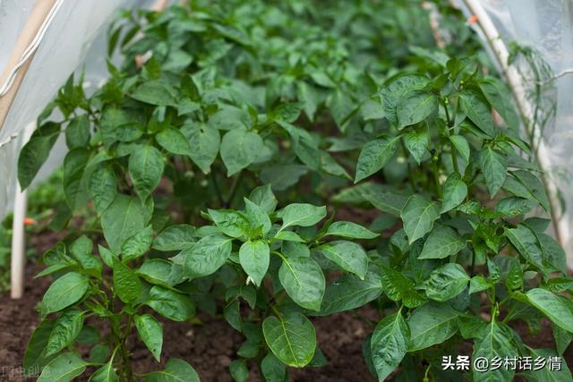 夏天这些蔬菜种植正合适，天越热长得越好，露地家庭全能种