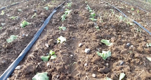 种植生菜，直播和育苗移栽有区别，选对了，产量才能提高