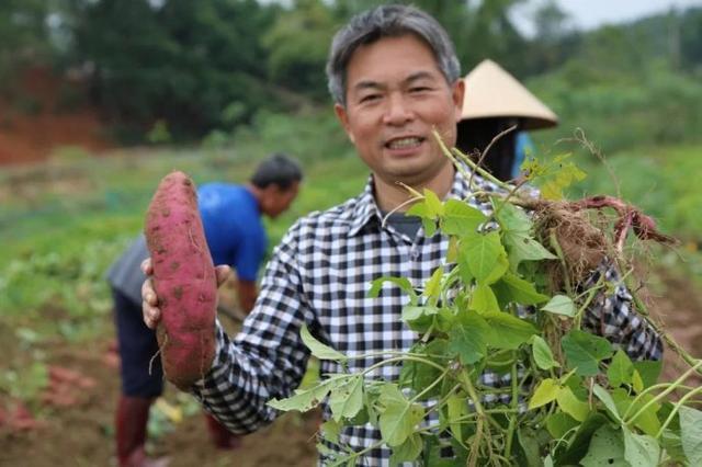 农民种红薯，栽苗后的高产管理的技术要点有那些？建议做好这7点