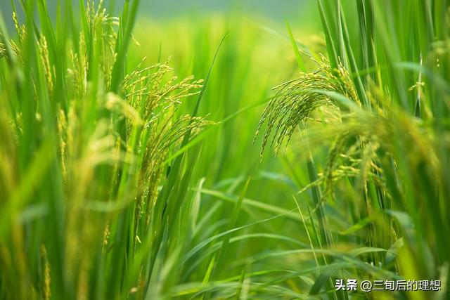 最佳种植季节时间，直接关系到农作物的生长发育和最终的产量